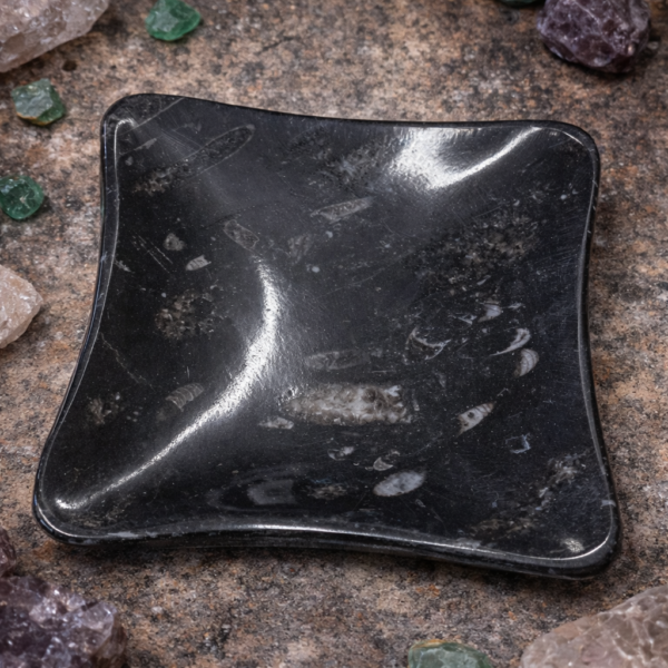 Bol orthoceras A+ rectangle 120x140mm